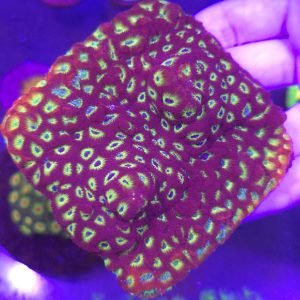 Favia Lemon Lime (XXL)