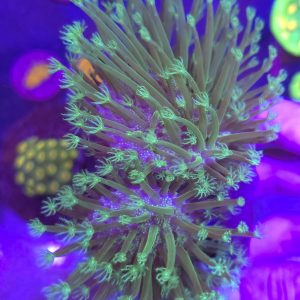 Sarcophyton Toxic Green