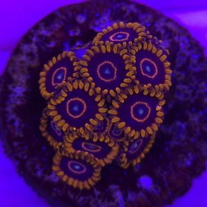 Zoanthus Red Hornet (Mini Colonia)