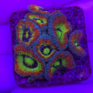 Micromussa Holy Grail