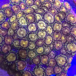 Zoanthus Nirvana (Colonia XXL)