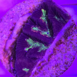 Platygyra sp premium