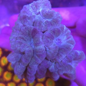 Caulastrea sky blue XL