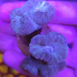 Caulastrea sky blue
