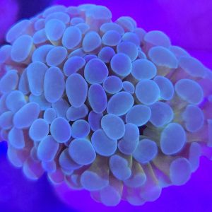 Euphyllia Paraancora Tiger (1 cabeza)