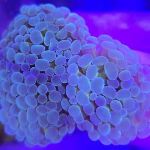 Euphyllia Paraancora Tiger (3 cabezas)