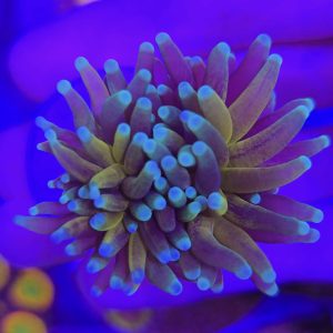 Euphyllia tiger torch (cabeza doble)