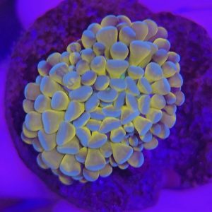 Euphyllia Solid Bar