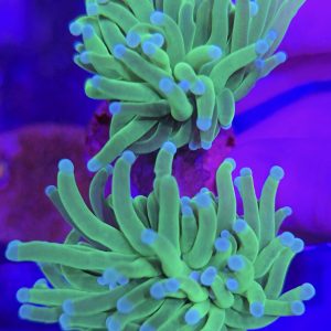 Euphyllia Cotton Candy Torch (2 cabezas grandes)