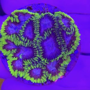 Favia WWC Space Monkey