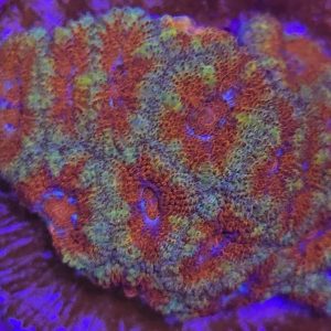 Micromussa Super Red