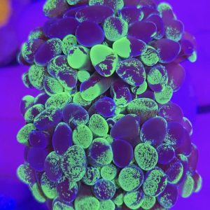Euphyllia Paraancora Splattered Two Tone (1 cabeza y 1 cabeza doble)