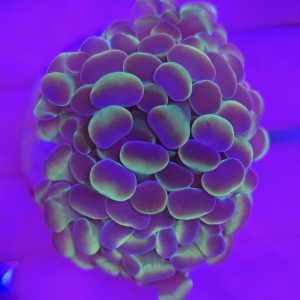 Euphyllia Paraancora Hologram (doble cabeza)