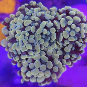 Euphyllia Paraancora Gold (3 cabezas)