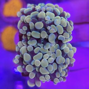 Euphyllia Paraancora Gold (2 cabezas)