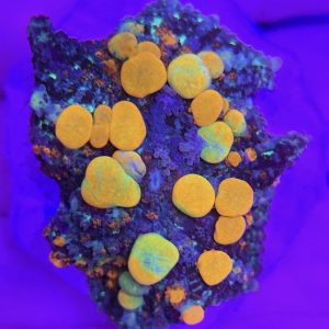 Rhodactis OG Bounce Mushroom