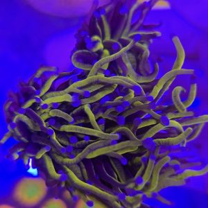 Euphyllia Torch 24K (3 cabezas)