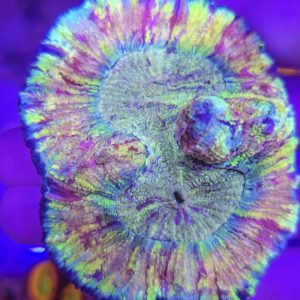 Trachyphyllia geoffroyi rainbow
