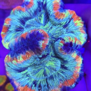 Trachyphyllia geoffroyi rainbow