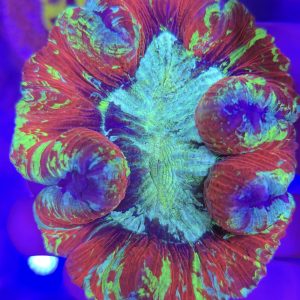 Trachyphyllia geoffroyi rainbow