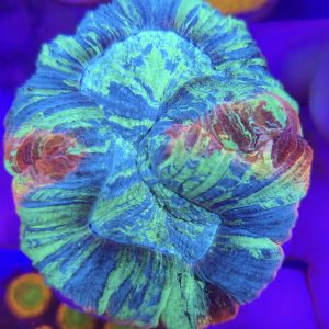 Trachyphyllia geoffroyi rainbow