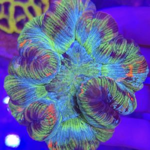 Trachyphyllia geoffroyi rainbow