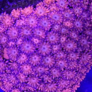 Goniopora sp premium