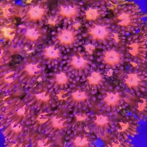 Goniopora sp premium