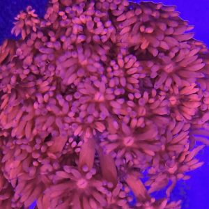 Goniopora sp premium