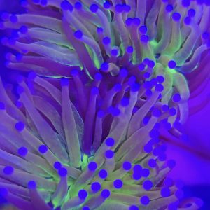 Euphyllia Glabrescens Gold Joker (1 cabeza y 1 cabeza doble)