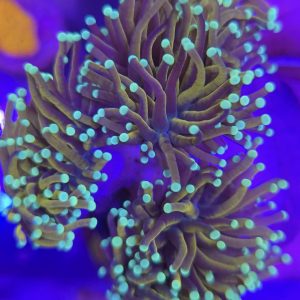 Euphyllia Glabrescens New York Nicks (3 cabezas)
