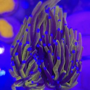 Euphyllia Glabrescens Gold (triple cabeza)