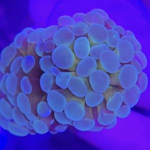 Euphyllia Paraancora Tiger (1 cabeza)
