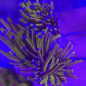 Euphyllia Glabrescens Gold (2 cabezas)