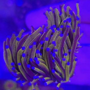 Euphyllia Glabrescens Gold (2 cabezas)