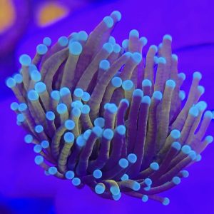 Euphyllia Glabrescens New York Nicks (1 cabeza)