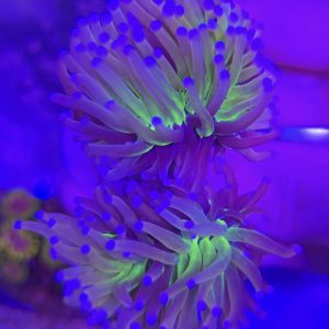 Euphyllia Glabrescens Gold Joker (2 cabezas)