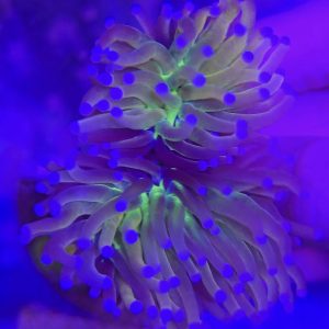 Euphyllia Glabrescens Gold Joker (1 cabeza doble)