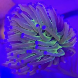 Euphyllia Glabrescens Gold Joker (1 cabeza)