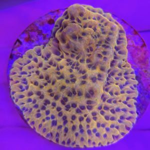 Montipora danae (Crazy T)