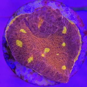 Echinophyllia sp. (Chalice Kiss of Fire)