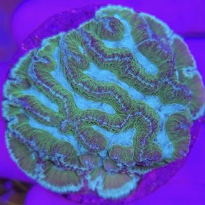 Oulophyllia crispa (Green Premium)