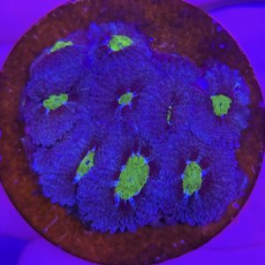 Micromussa amakusensis (Blue Ultra)