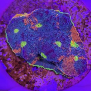 Echinophyllia sp. (Chalice Rainbow)