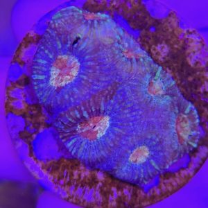 Favia sp. (Ultra)