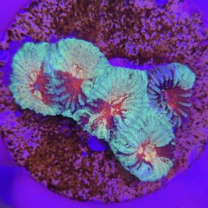 Favia sp. (Ultra)