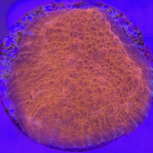 Echinophyllia sp. (Chalice Red Ultra)