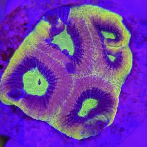 Favites complanata (Dragon Soul)