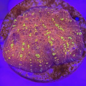Echinophyllia sp. (Chalice Goldmeister)