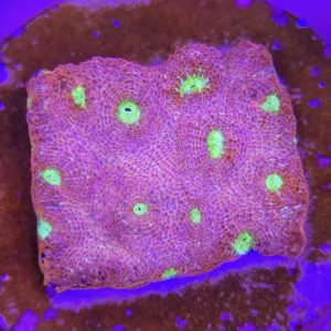 Echinopora taylorae (Chalice Yellow Eye)